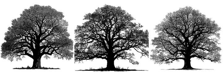 Illustration of a single wide ancient oak tree without foliage, depicted in isolation, showcasing its black majestic form with a rugged trunk and expansive crown