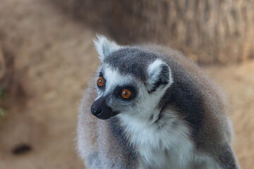 Lemur in the zoo, Warsaw, Poland