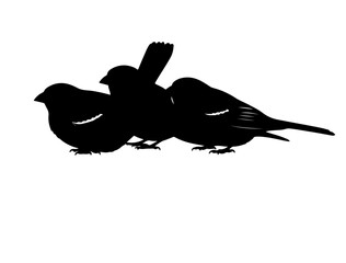 Vector image of Finchesin silhouette on white background side views side.