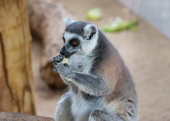 Lemur in the zoo, Warsaw, Poland