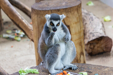 Lemur in the zoo, Warsaw, Poland