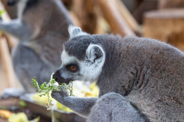 Lemur in the zoo, Warsaw, Poland