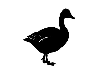Vector image of Goose in silhouette on white background.