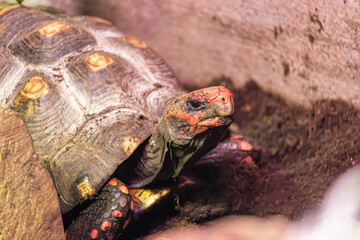 Turtle in the zoo, Warsaw, Poland