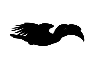 Vector image of Hornbill silhouette on white background side view.