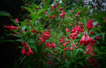 Weigela flowers in the garden. Shallow depth of field.