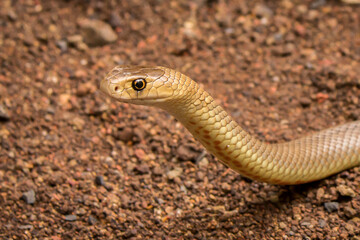 Eastern Brown Snake (Pseudonaja textillis) - Dangerously venomous - Toowoomba, Australia