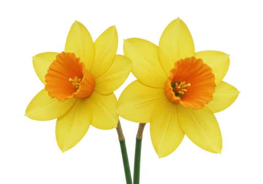 Isolated Two Yellow Daffodils with Orange Centers
