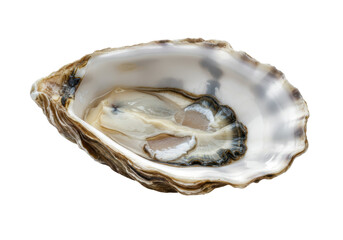 Isolated Open Oyster Shell with Pearl Inside