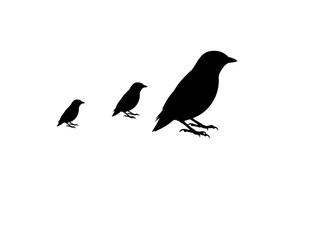 Warbler in silhollouette vector image white baclground side view.