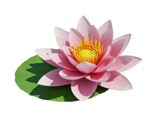 Isolated Water Lily Lotus Flower Green Leaf