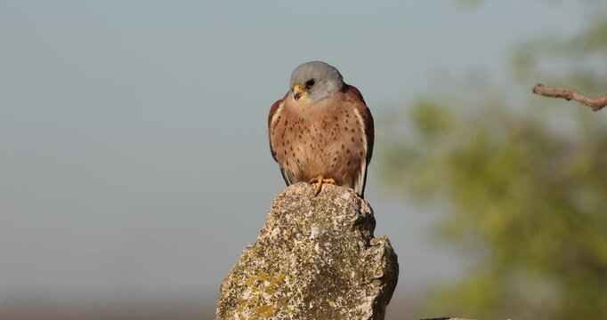 Adult male Lesser kestrel on his favorite perch in his breeding area at first light