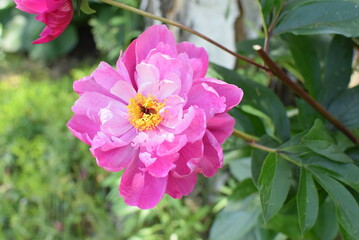 a pink peony blooming in the garden in spring