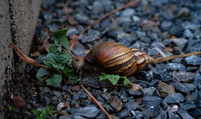 snail's eating green leaf on stone  after rainy