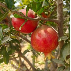 pomegranate on tree