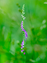 ネジバナのある風景。自然風景素材。