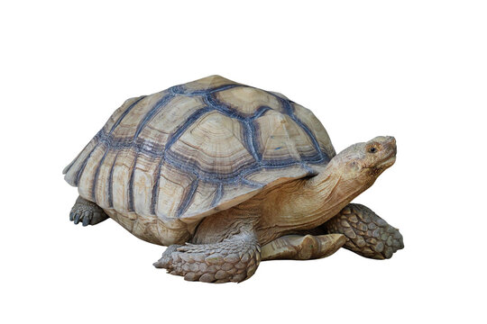 Sulcata tortoise isolated on transparent background png file