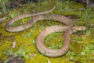 Dugite aka Spotted Brown Snake (Pseudonaja affinis) Dangerously venomous - Perth, Australia
