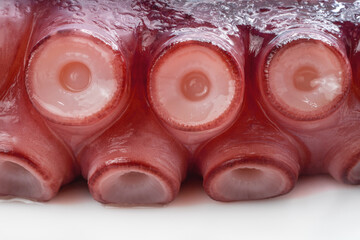 Closeup,Raw Tentacles of octopus on white background, kraken tentacles with suckers.