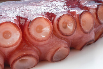 Closeup,Raw Tentacles of octopus on white background, kraken tentacles with suckers.