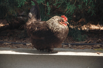 Dnepr. Chickens, beautiful domestic animals, walk around the yacht club