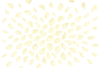 Png set of white rose petals isolated on transparent background. concept of floral decorations, romantic elements, nature-inspired design assets