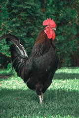 Dnepr. Chickens, beautiful domestic animals, walk around the yacht club