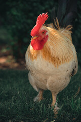 Dnepr. Chickens, beautiful domestic animals, walk around the yacht club