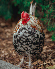 Dnepr. Chickens, beautiful domestic animals, walk around the yacht club