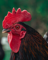 Dnepr. Chickens, beautiful domestic animals, walk around the yacht club