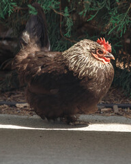 Dnepr. Chickens, beautiful domestic animals, walk around the yacht club