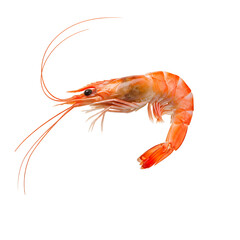 A single shrimp on transparent background