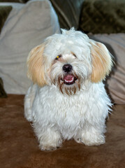 portrait of a white dog
