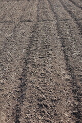 Rolls of soil in corn rice fields during the day.