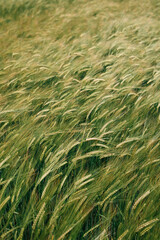 Young ears of barley, huge field