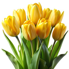 Fototapeta premium Tulip flower yellow graphic with easter white tulips and yellow flowers food illustration png