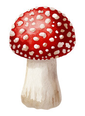Watercolor fly agaric mushroom on transparent background.