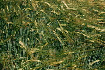 Young ears of barley, huge field