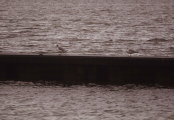 Port wall at dusk in Oudega Frisia  Netherlands,  with two upright sea gulls and a mooring clamp