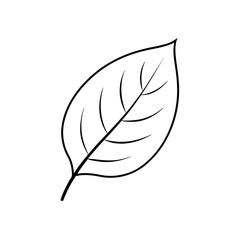 feather and leaf