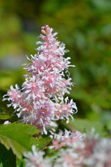 Astilbe pink flowers - Latin name - Astilbe Sugarberry