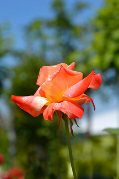Orange rose flower - Latin name - Rosa Marvelle