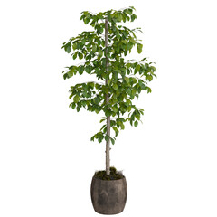 potted tree with a spiraling arrangement of bright green leaves atop a light brown, textured trunk,...