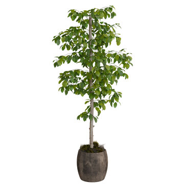 potted tree with a spiraling arrangement of bright green leaves atop a light brown, textured trunk, contained within a dark gray, fabric-like container.  