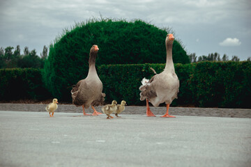Dnepr. Geese are beautiful domestic animals, they walk around the yacht club.