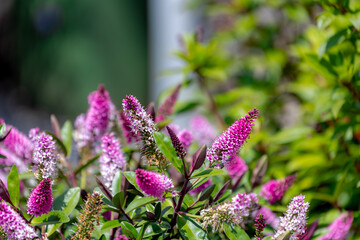 Selective focus of purple pink flowers with green leaves in the garden, Hebe is a genus of plants,...