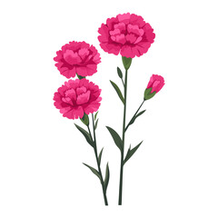 3 magenta color Carnation field carnation flower illustration vector