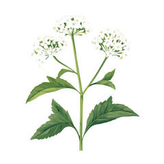 Ground elder flowers illustration leaves vector