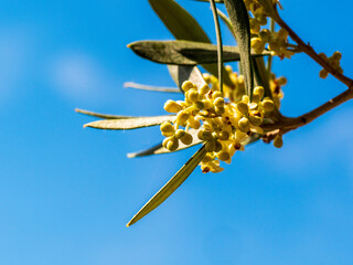 Blooming olive tree in summer