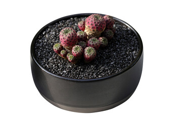 Cactus in black pot isolated on transparent background png file	